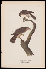 1890 Birds Of Pennsylvania Antique Chromolithograph Print Sharp-Shinned Hawk