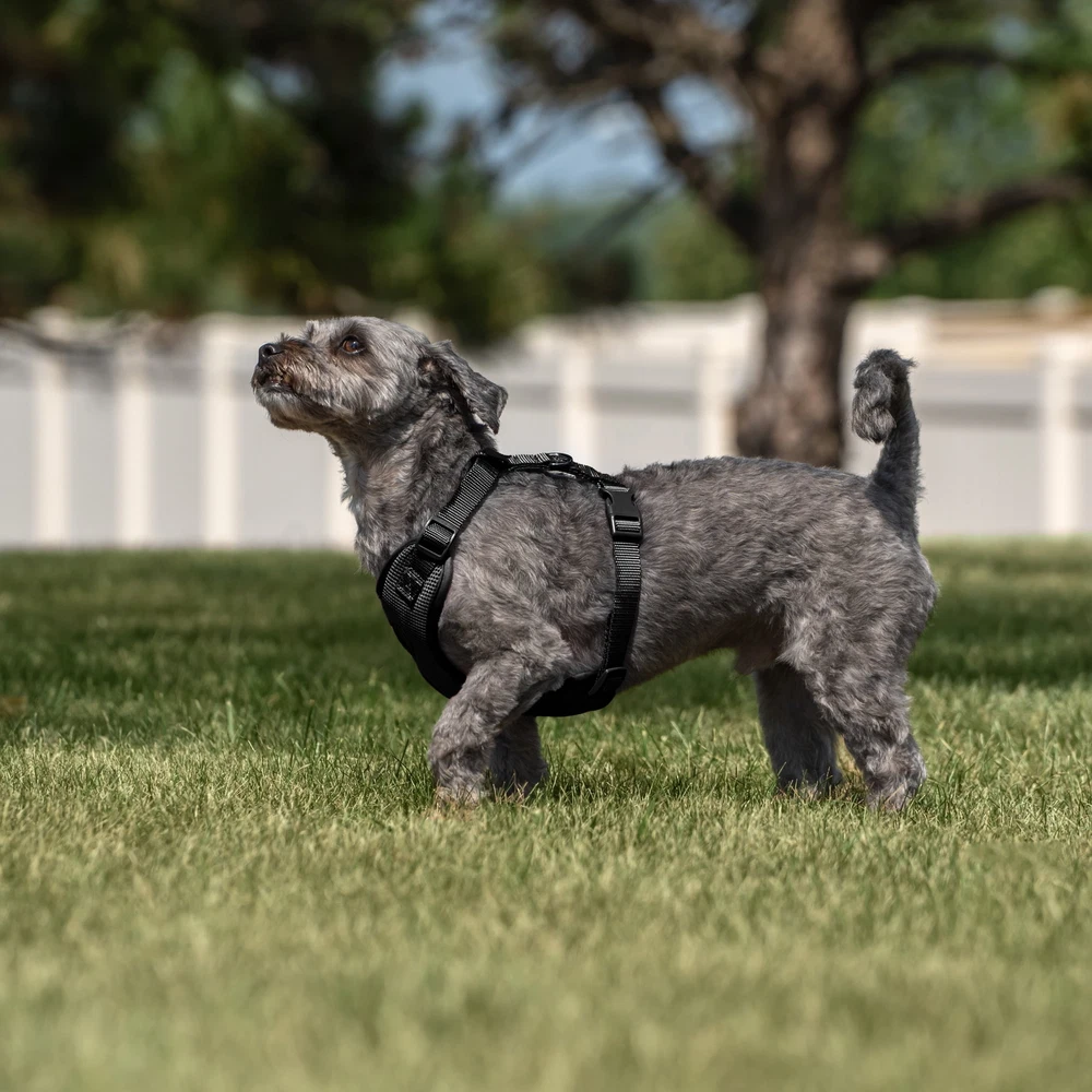 Dog Harness, Adjustable Mesh, Reflective Dog Walking Pet Harness, Black