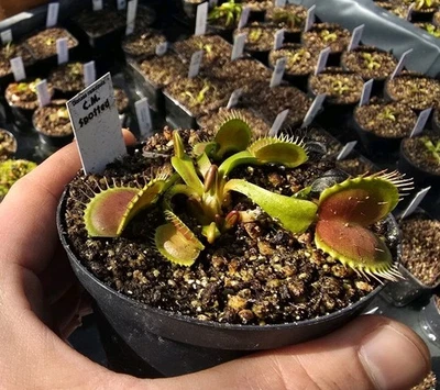 Dionaea muscipula "CM Spotted", fleischfressende Pflanzen, Venusfliegenfalle - Bild 1 von 3