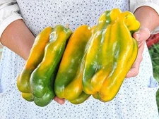 Yellow Monster Sweet Pepper Seeds (20) / Florida Grown / Fantastic Flavor / Rare