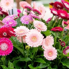 Gerbera Garvinea Majestic Light Pink Half-Hardy Perennial Plant 7cm Pot