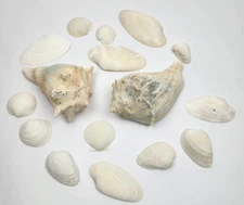 Lot of 17 Sea Shells- Various Types and Sizes Crafts Collections