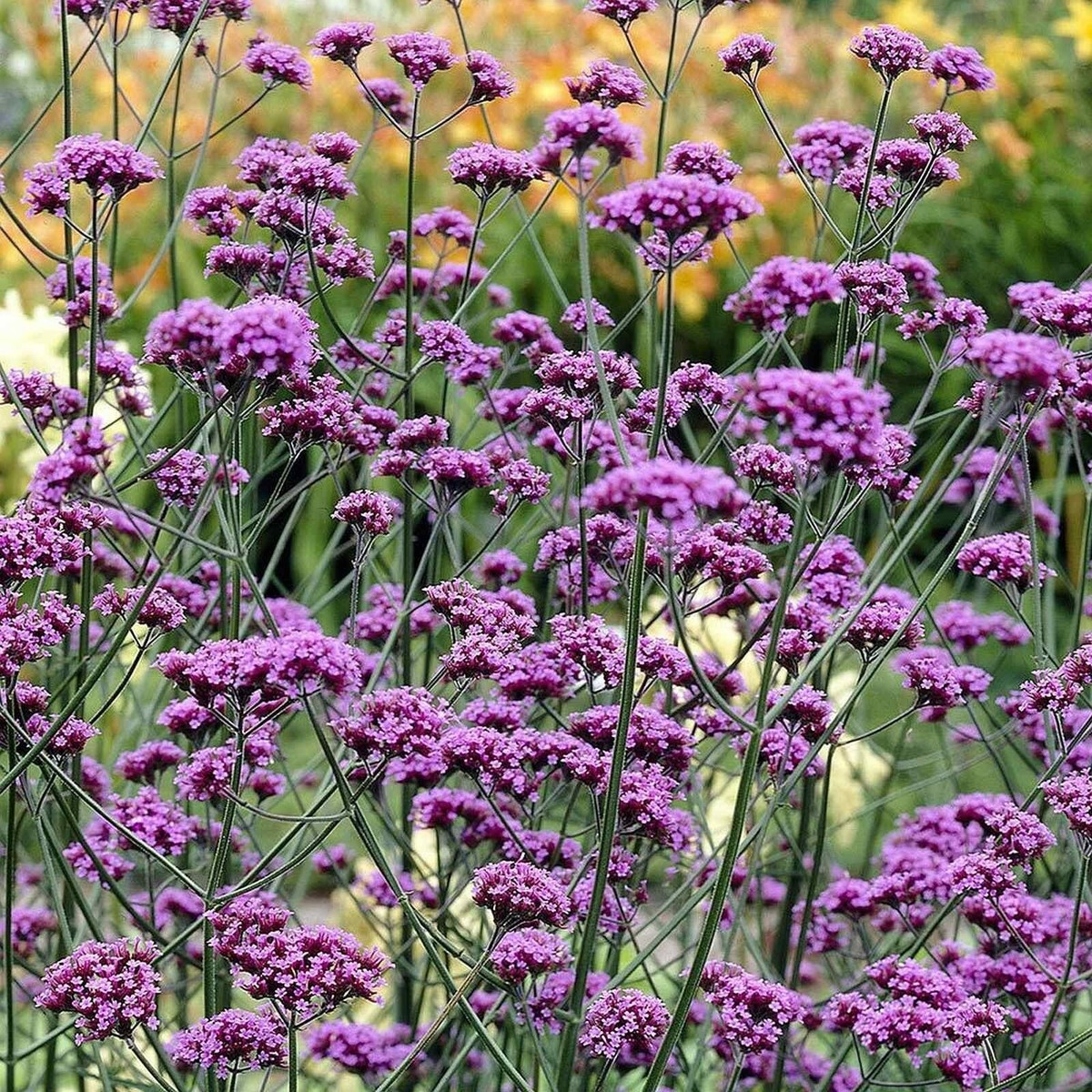 【 BONAVENTURA 】 vinoraviです PURPLETOP VERBENA Verbena Bonariensis - 50+ SEEDS. *LESS S&H