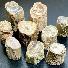 Petrified Wood Slices (By The Piece or Pound) Rough Carving Wholesale