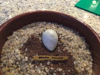 Replica Mistle Thrush egg