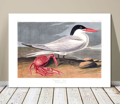 FAMOUS BIRD ART ~ CANVAS PRINT  24x18'' ~ JOHN AUDUBON ~ Cayenne Tern & Crab