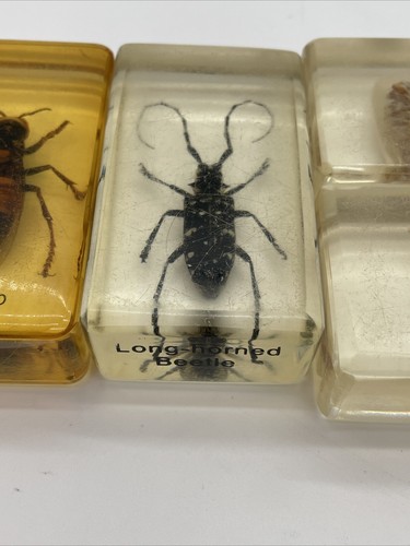 Collectable Bugs & Insects In Resin Lot - Picture 8 of 10