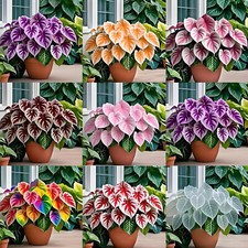 500Pcs/Pack Caladium Flower Seeds Rare Color Perennial Garden Open Air Bonsai