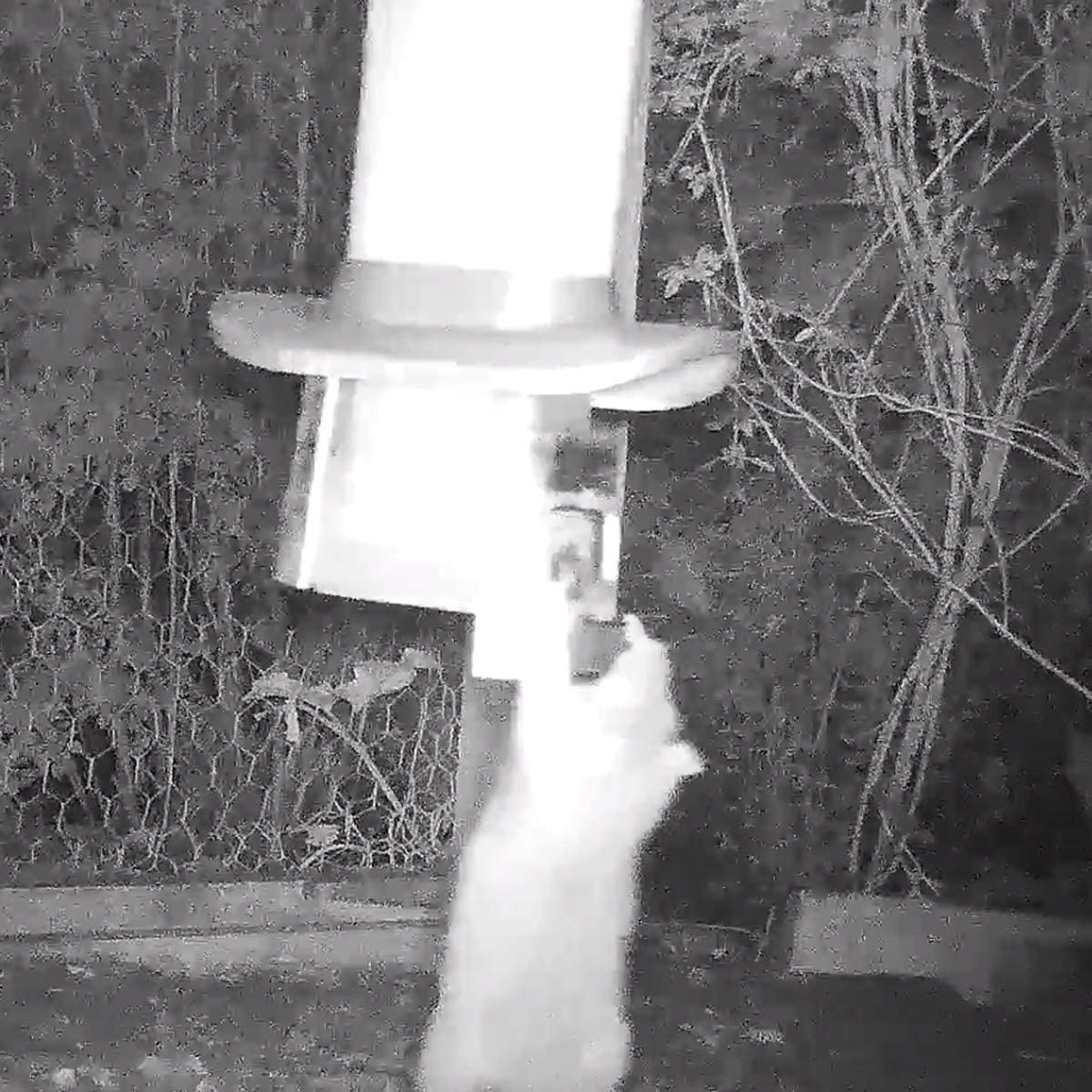 Roamwild PestOff Rat Proof Chicken Feeder Kit Rat Proof & Large Bird