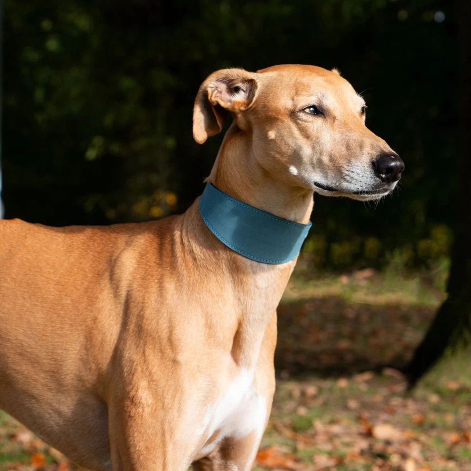 WHIPPET GREYHOUND LEATHER DOG COLLAR SOFT LUXURY PADDED AND LINED LURCHER STRONG - Image 4 of 4