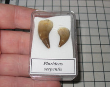 Cretaceous mosasaur reptile tooth fossil Pluridens serpentis display case #5