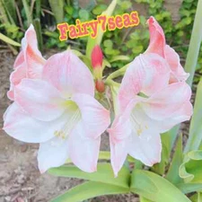 1 Bulb - Amaryllis Stalk plugs live Plant - Pink Amaryllis (Live Plants 4"-10")