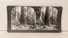 a529, Keystone SV; The Wawona Tunnel Tree, Mariposa Grove; 1066-5006, 1930