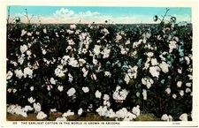 Arizona Cotton Field Postcard Cotton Bolls, "Earliest Cotton In The World"#84073