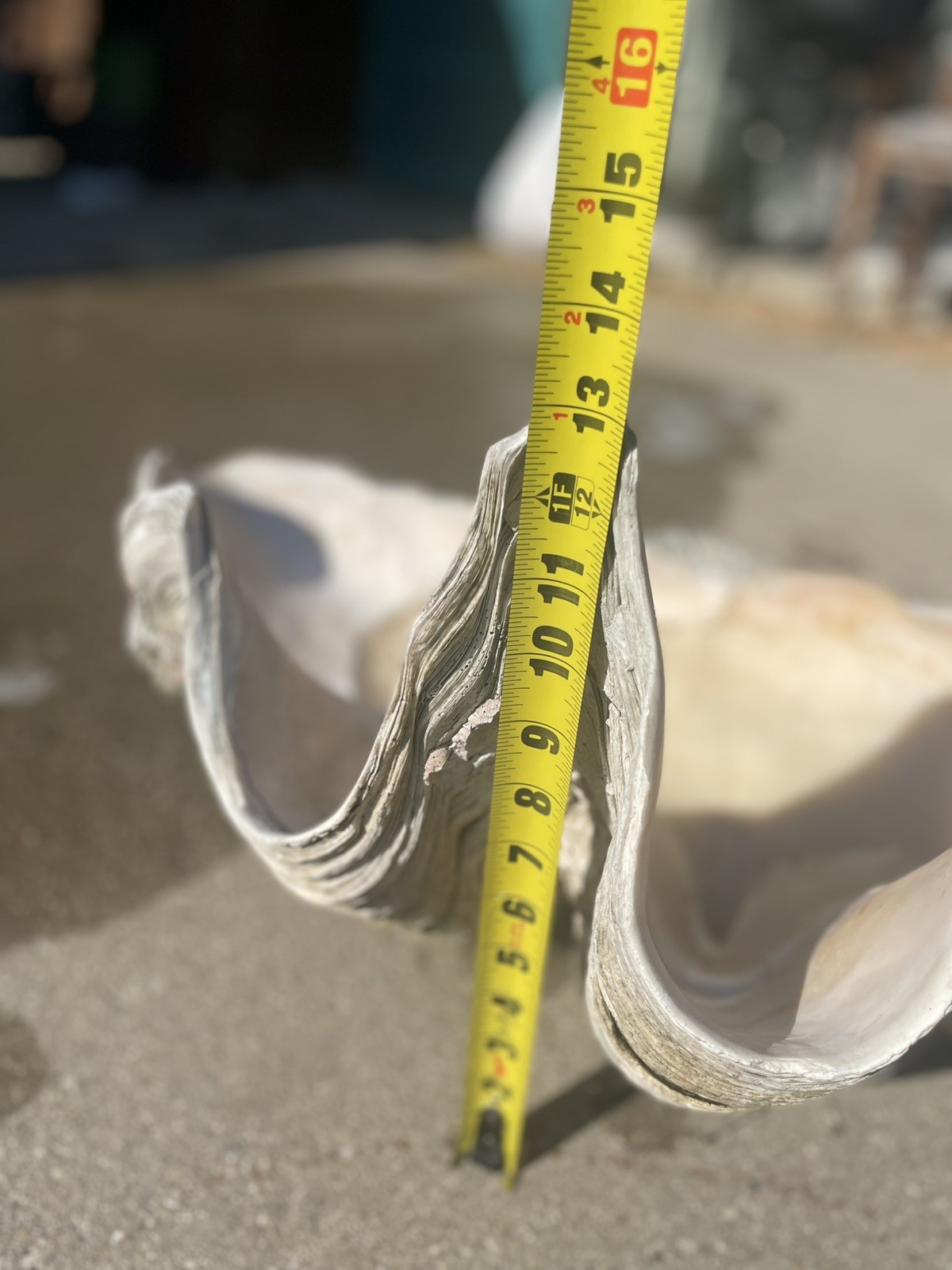 giant clam shell tridacna gigas