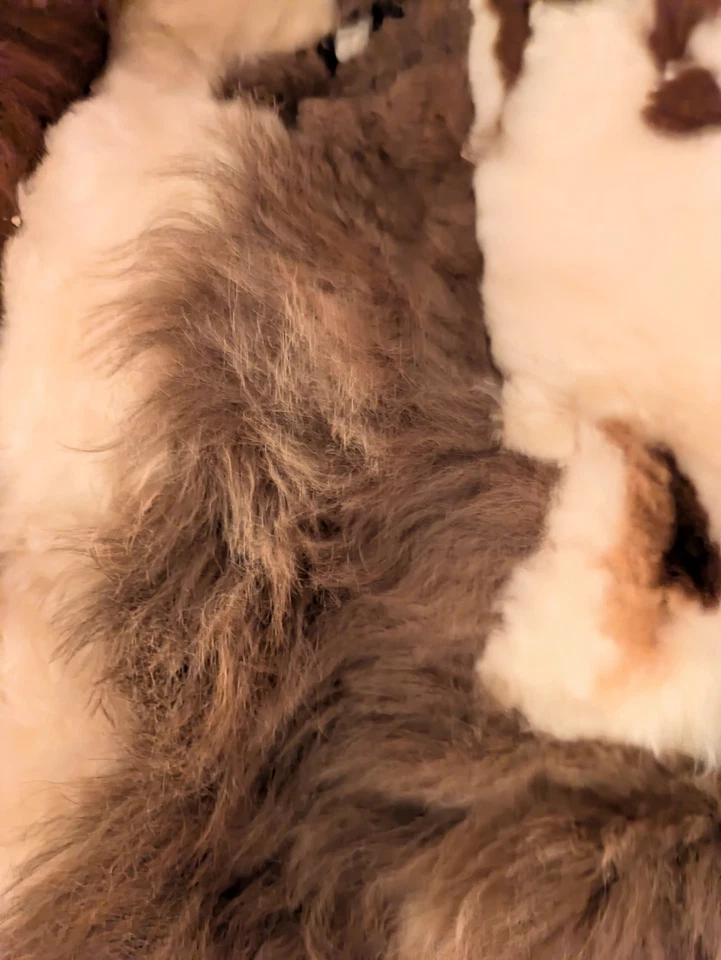 Tapiz colgante de pared de piel de alpaca Perú llama recuerdo hecho a mano marrón/marfil 16"x23 Foto 4 de 4