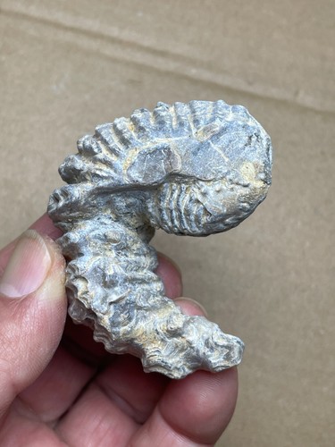 68g Rastellum Carinatum Oyster specimen from Madagascar - Picture 17 of 21