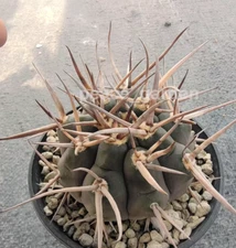 Gymnocalycium mazanense var RareCactus Succulent Plant seedgrowth 3-4CM