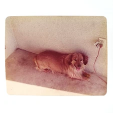 Kokoni Dog Resting in Shade Photo 1980s Outdoor Corner Electrical Outlet A4437