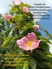 Hundsrose, Heckenrose, Hagebutte, Rosa canina, dog rose, 100 seeds, samen