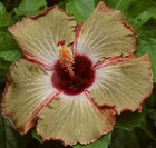 THE SECRET Tropical Hibiscus -- Plant in 4.5" pot — photo 1
