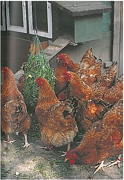 Peitz Hühner in meinem Garten, alles über Haltung und Ställe Ratgeber