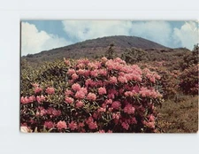 Postcard Craggy Gardens Blue Ridge Parkway North Carolina