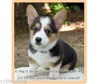 Cute Welsh Corgi Puppy / Dog Refrigerator  / Tool Box Magnet / Gift Card Insert