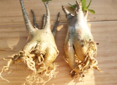 adenium arabicum 2plant
