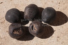 FALSO BANANO - ENSETE VENTRICOSUM, 5 SEMI SELEZIONATI