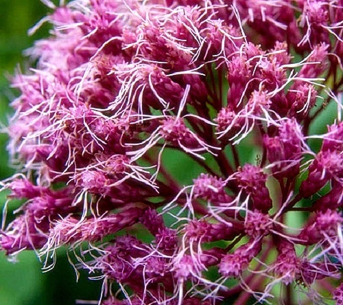 Eupatorium purpureum (Sweet Joe Pye Weed) x 30 seeds. Butterfly favourite - Picture 1 of 3