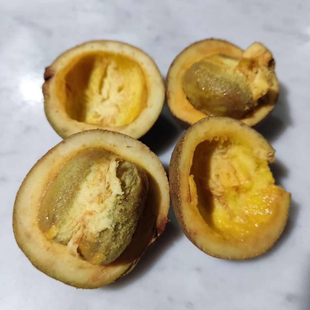 Kepel Keppel Seeds (Stelechocarpus burahol) Burahol fruit - Limited ...