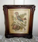 The Cedar of Libanus The Gros-Beak by Geo EDWARDS 1747 in Walnut Coffered Frame