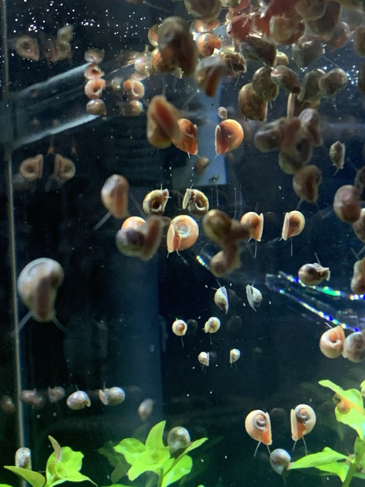 20 + 5 FREE Live Aquarium & Pond Snails Freshwater ( RAMSHORN ) Plus Stems Plant