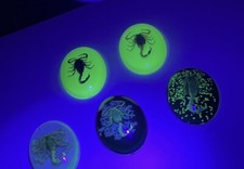 Scorpion Cabochons, Beautiful Taxidermy, Glow In Dark, (UK STOCK)