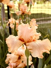 Tall Bearded rhizomes Iris Bulbs Peachy coral 