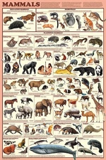 Mammals Educational Chart Poster 24 x 36 Free Shipping