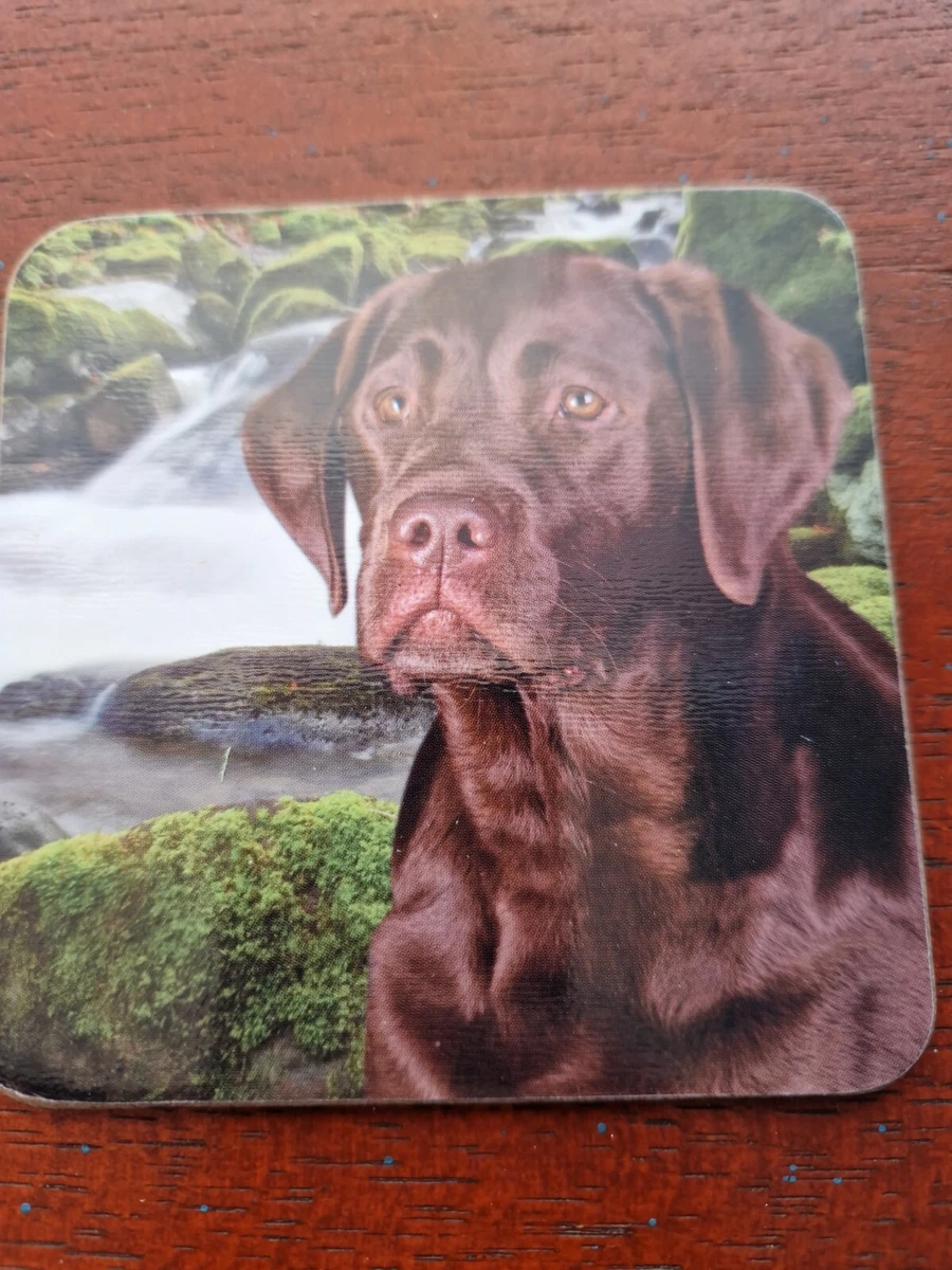 Choc lab deals