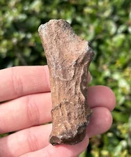 Florida Fossil Deer Antler Mammal Ice Age 2.8” Pleistocene Bones Odocoileus