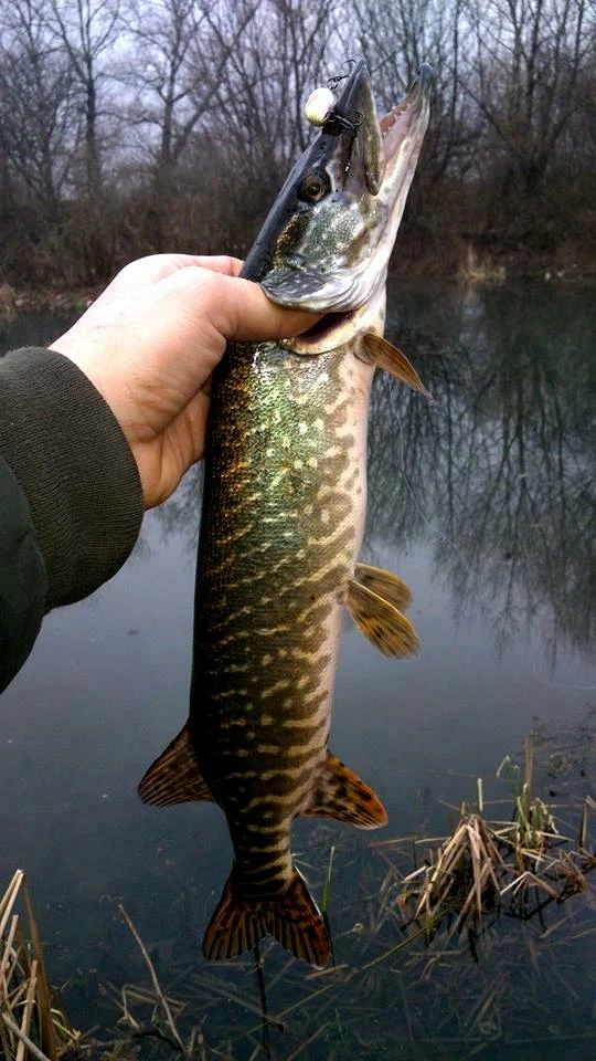 Señuelo de madera Spasm Zara Micro Superficie Topwater hecho a mano amarillo 4 cm (1,5 pulgadas) Foto 4 de 4