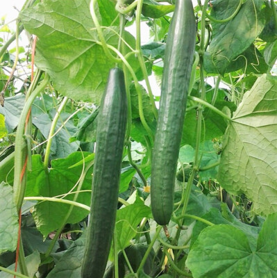 Long Green Improved Cucumber Seeds 50+ Vegetable Garden NON-GMO USA FREE  S&H | eBay