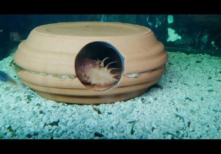 1 Pleco nariz de cerdas 4" cueva/cabaña para cría - Ancistrus cíclidos cabaña criadero de huevos Foto 3 de 4