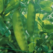 Pea - Mange Tout - Carouby de Maussane - 120 Seeds