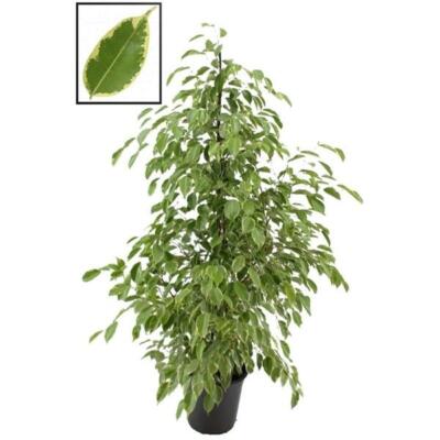 Birkenfeige - Ficus Benjamina Golden King 140-150 cm Zimmerpflanze  Grnpflanze | eBay.de