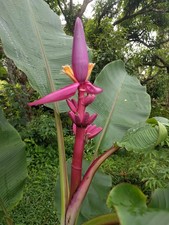 Musa Royal Purple banana live Rhizome tropical plant exotic