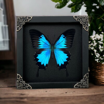 Framed Taxidermy Butterfly Blue Real Insect Collections Decor Gift For Mom
