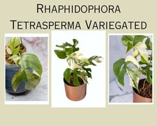 Variegated Rhaphidophora Tetrasperma Rooted Plants and Cuttings Albo Mini Monst