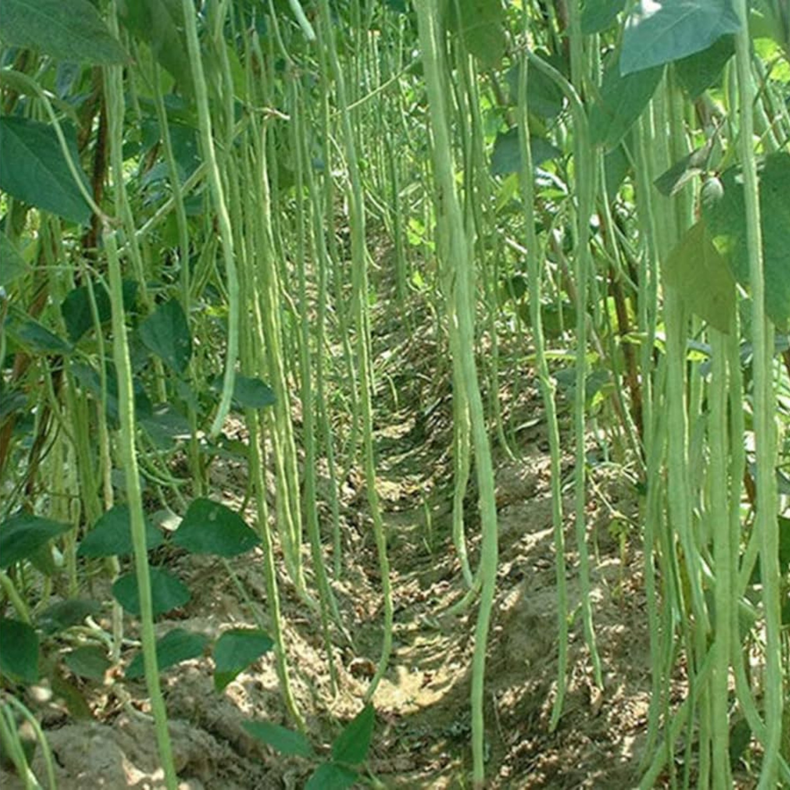 Semillas de HAWARI frescas orgánicas 2024 raras, largas de frijol verde, envío gratuito (1000 semillas)