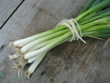 200 Evergreen White Bunching Onion Seeds, Open-Pollinated NON-GMO, Fresh Seeds 