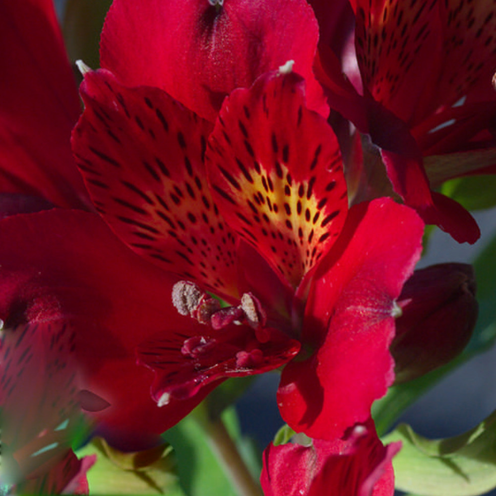 Alstroemeria Colorita 'Kate' Red Peruvian Lily Herbaceous Perennial | 9cm Pot
